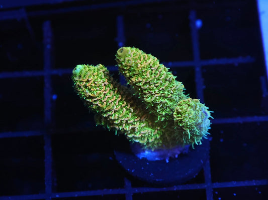 Indo Premium Millepora - WYSIWYG