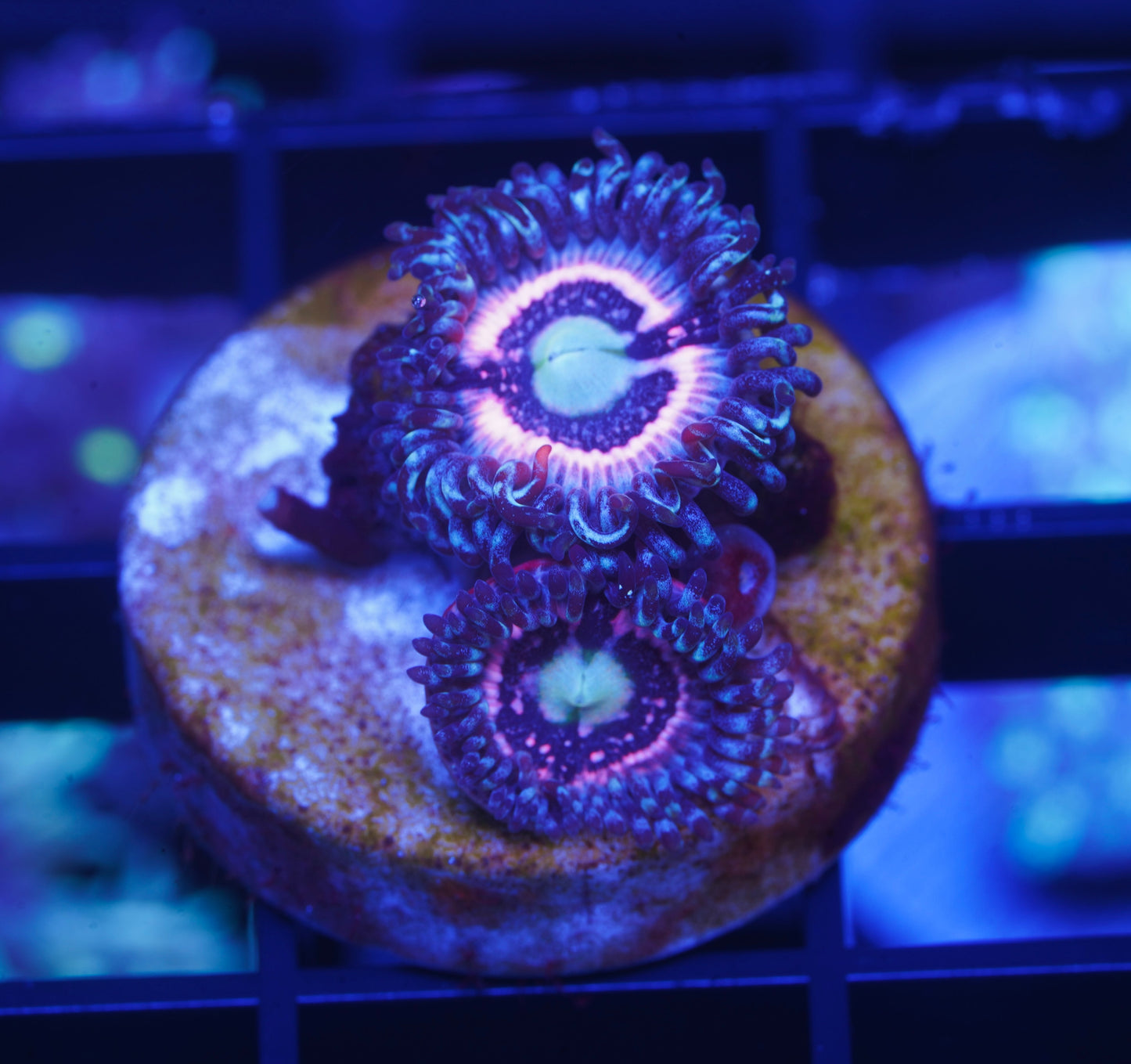 TSA Helter Skelter Zoanthid - Aquacultured WYSIWYG