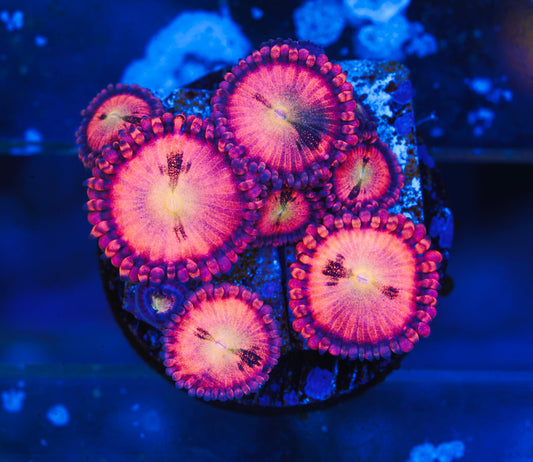 Halle Berry Zoanthid - Aquacultured WYSIWYG