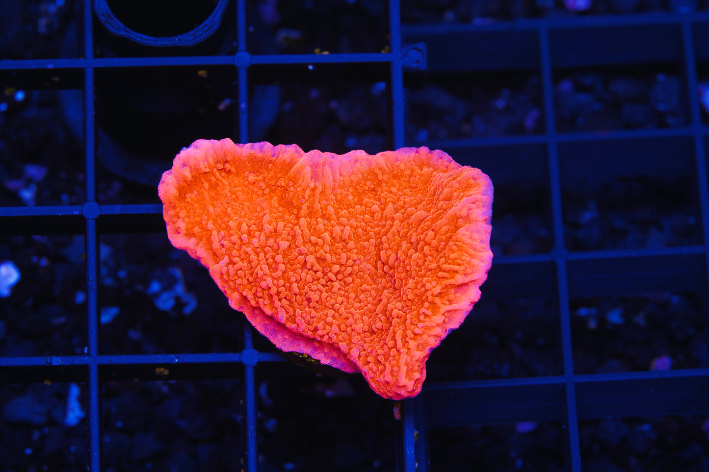 Red Montipora Cap - Aquacultured WYSIWYG