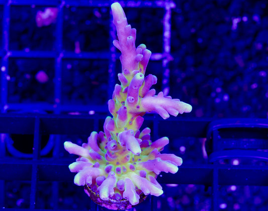 Miyagi Tort Acropora Chunk - Aquacultured WYSIWYG