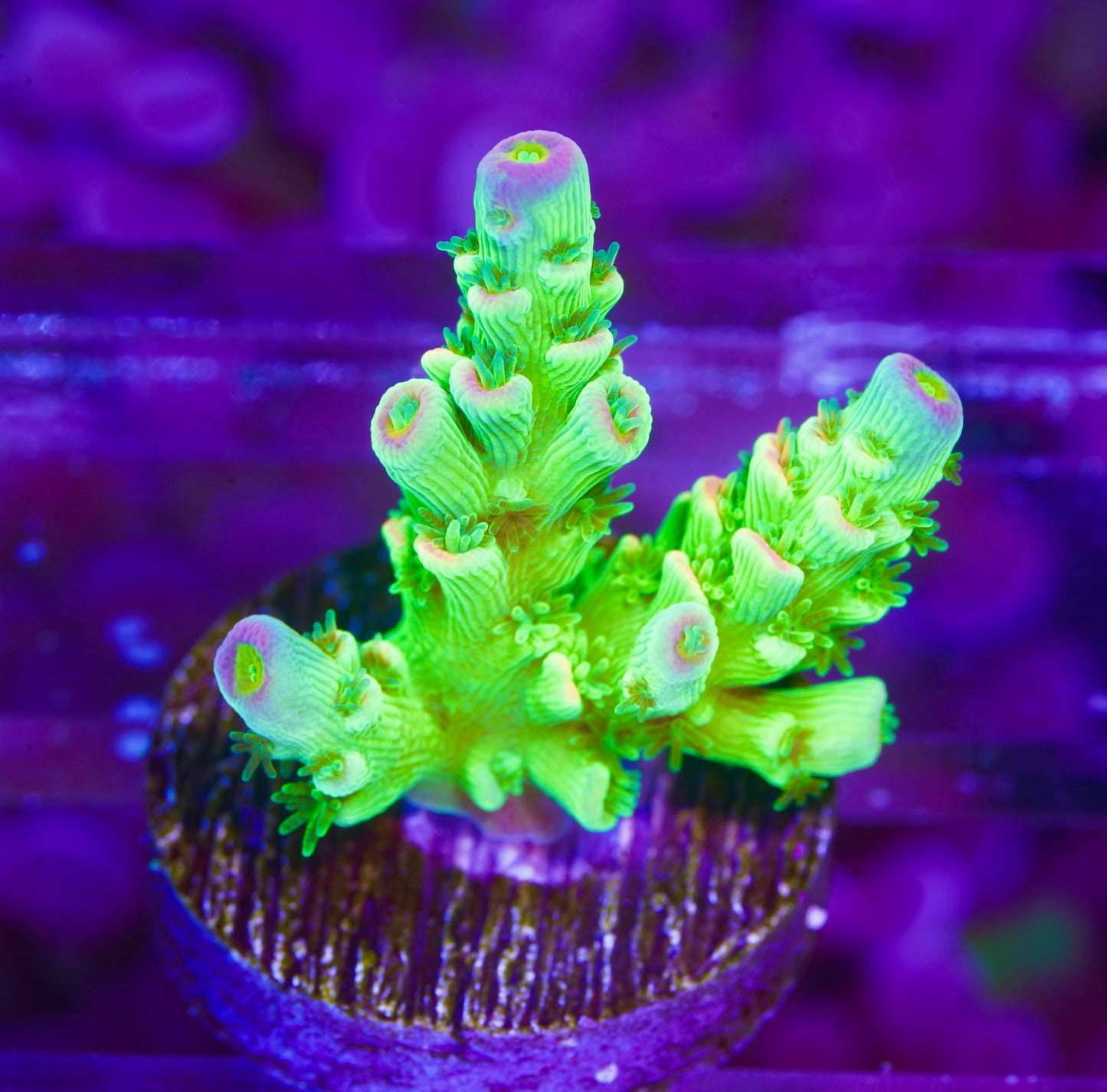 TSA Peter Pan Acropora - Aquacultured WYSIWYG