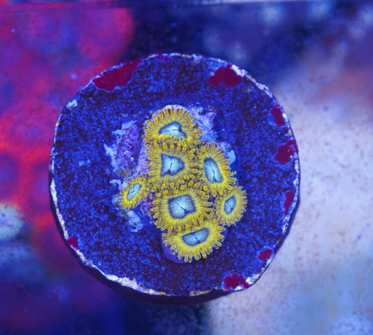 Pikachu Zoanthid - Aquacultured WYSIWYG
