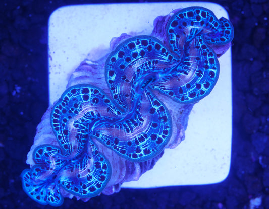 Ultra Blue Maxima ~2.5” - Tank Raised WYSIWYG