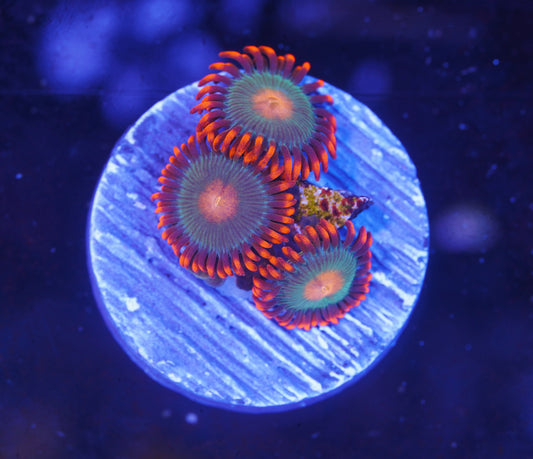 Gatorade Zoanthid - Aquacultured WYSIWYG