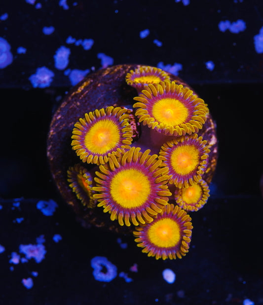 King Midas Zoanthid - Aquacultured WYSIWYG