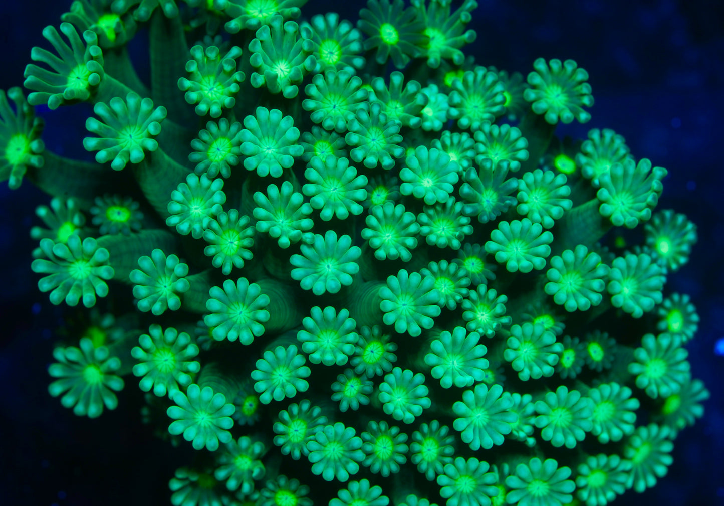 Green Petal Alveopora XL- Aquacultured Stock Frag