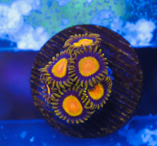 King Midas Zoanthid - Aquacultured WYSIWYG