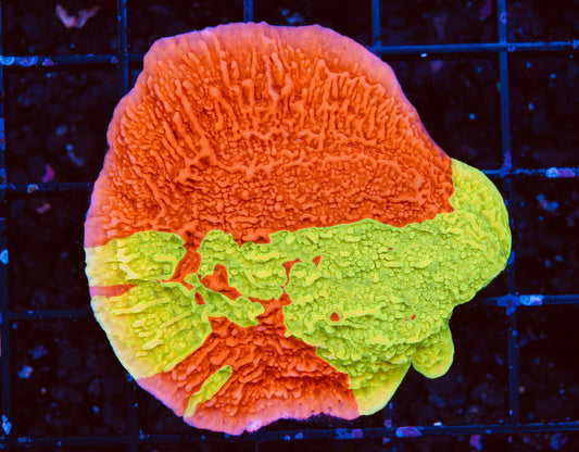 TSA Nuclear Fusion Montipora - Aquacultured WYSIWYG