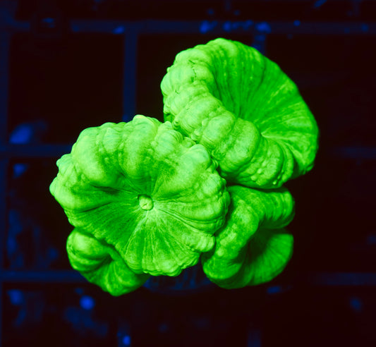 Kryptonite Candy Canes - Aquacultured WYSIWYG