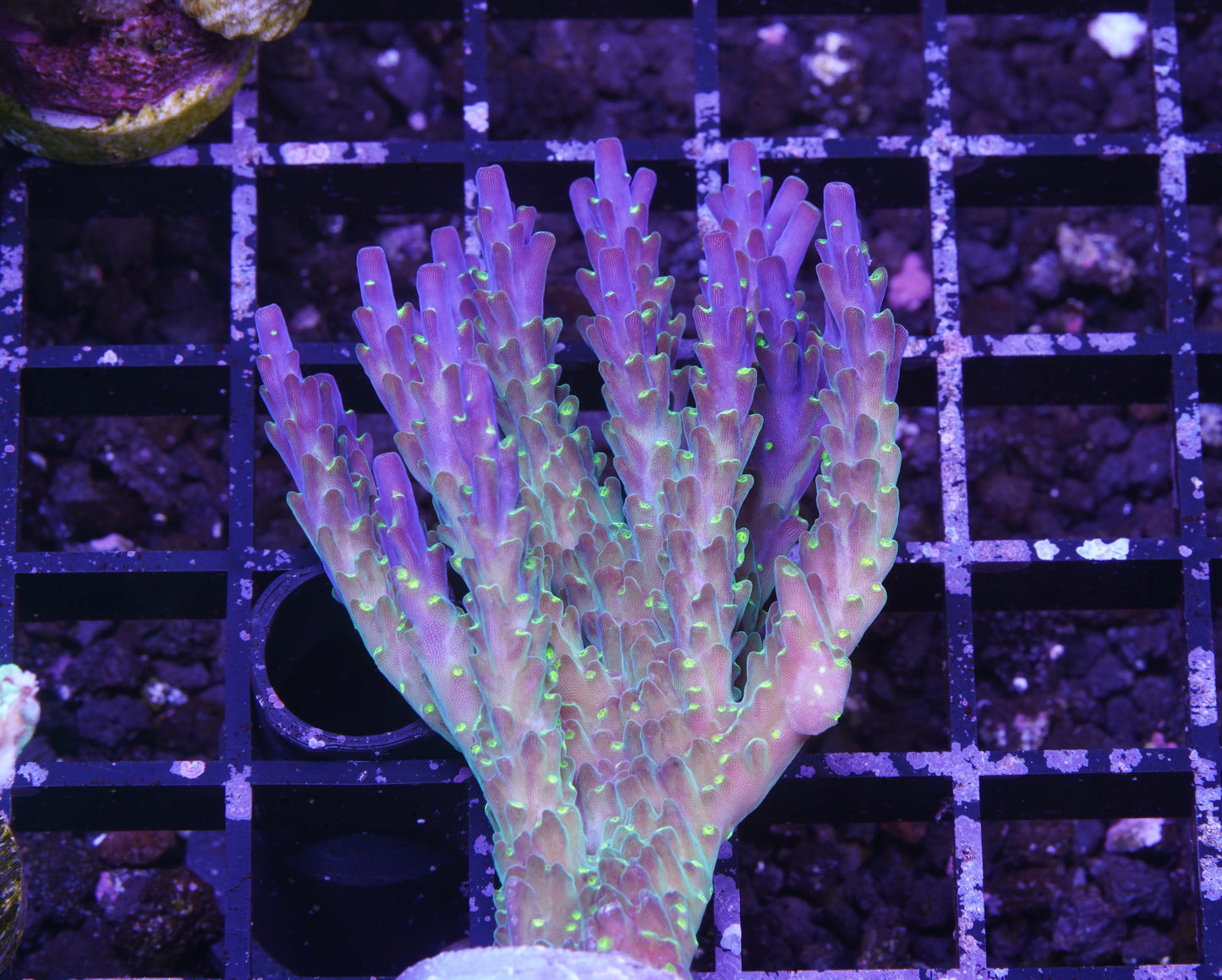 Garf Bonsai Acropora Colony - Aquacultured WYSIWYG