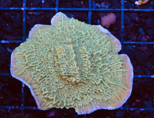 Blueberry Fields Montipora - Aquacultured WYSIWYG