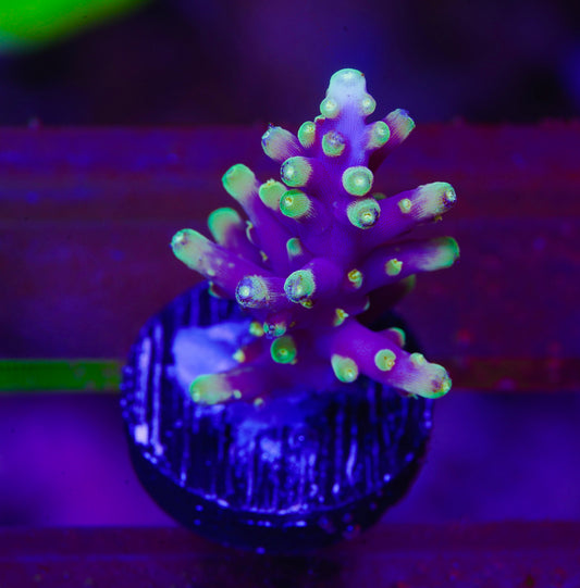 Green Dragon Acropora - Aquacultured WYSIWYG