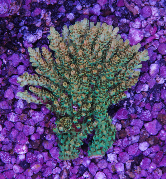 TSA Dan Aykroyd Acropora Colony - Aquacultured WYSIWYG