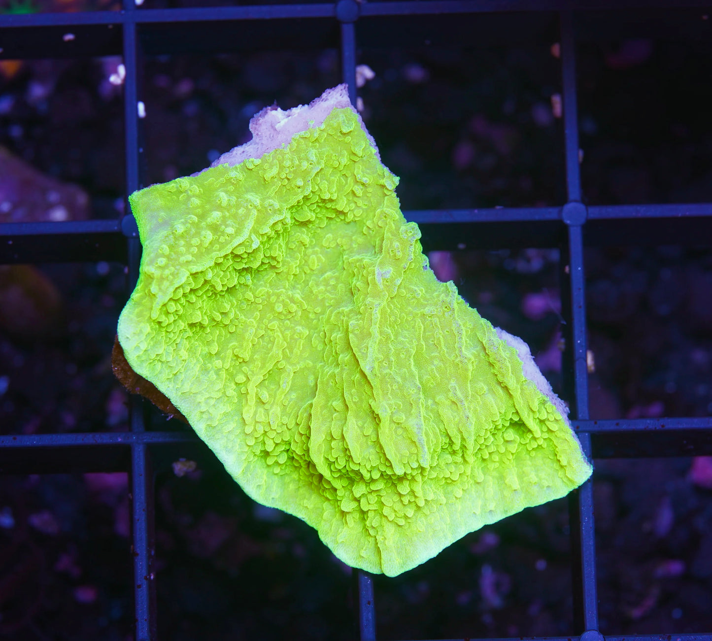 Tyree Toxic Aequituberculata Montipora Cap - Aquacultured WYSIWYG