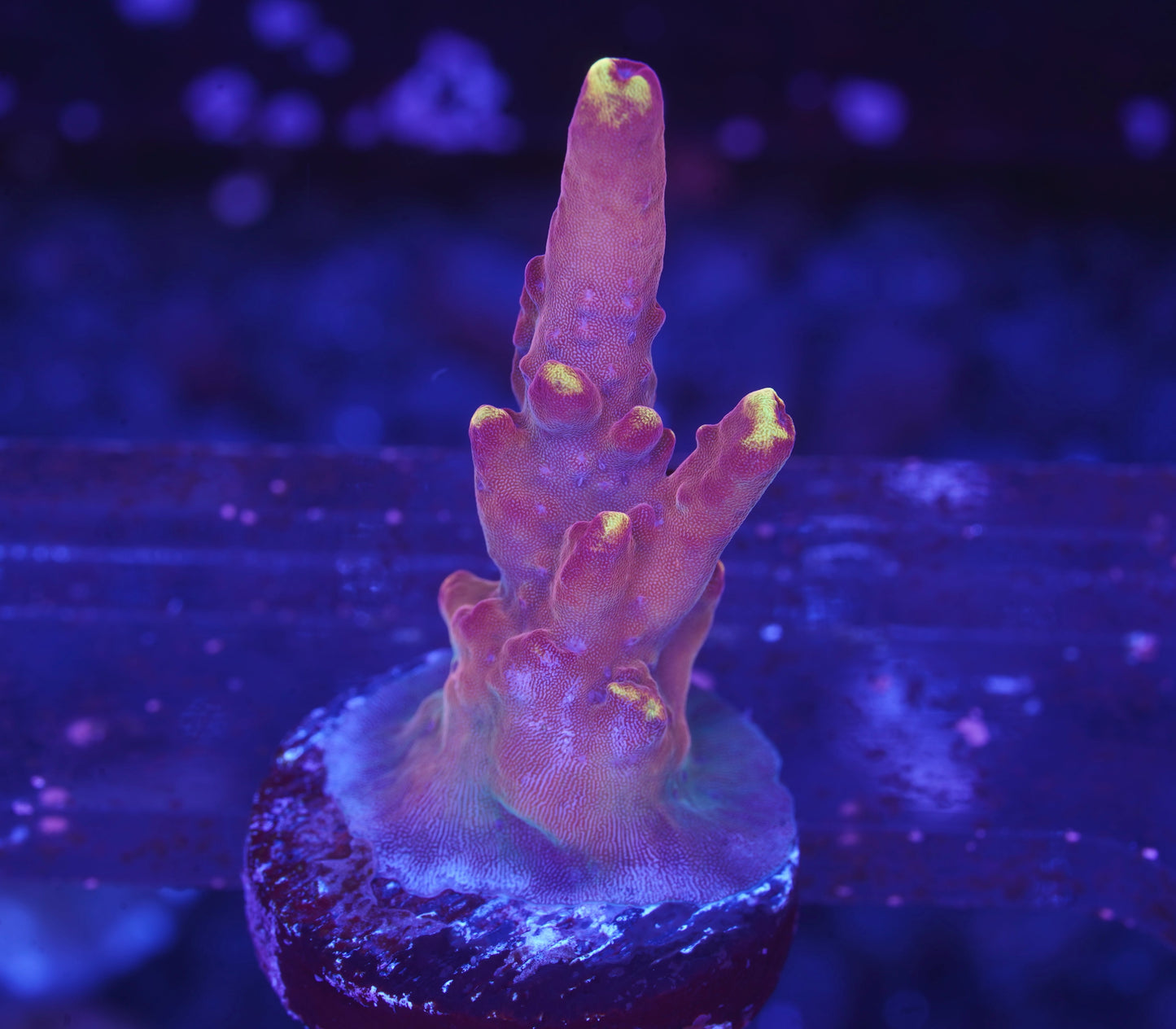JF Fox Flame Acropora - Aquacultured WYSIWYG
