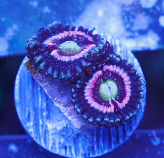 TSA Helter Skelter Zoanthid - Aquacultured WYSIWYG