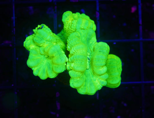 Kryptonite Candy Canes - Aquacultured WYSIWYG