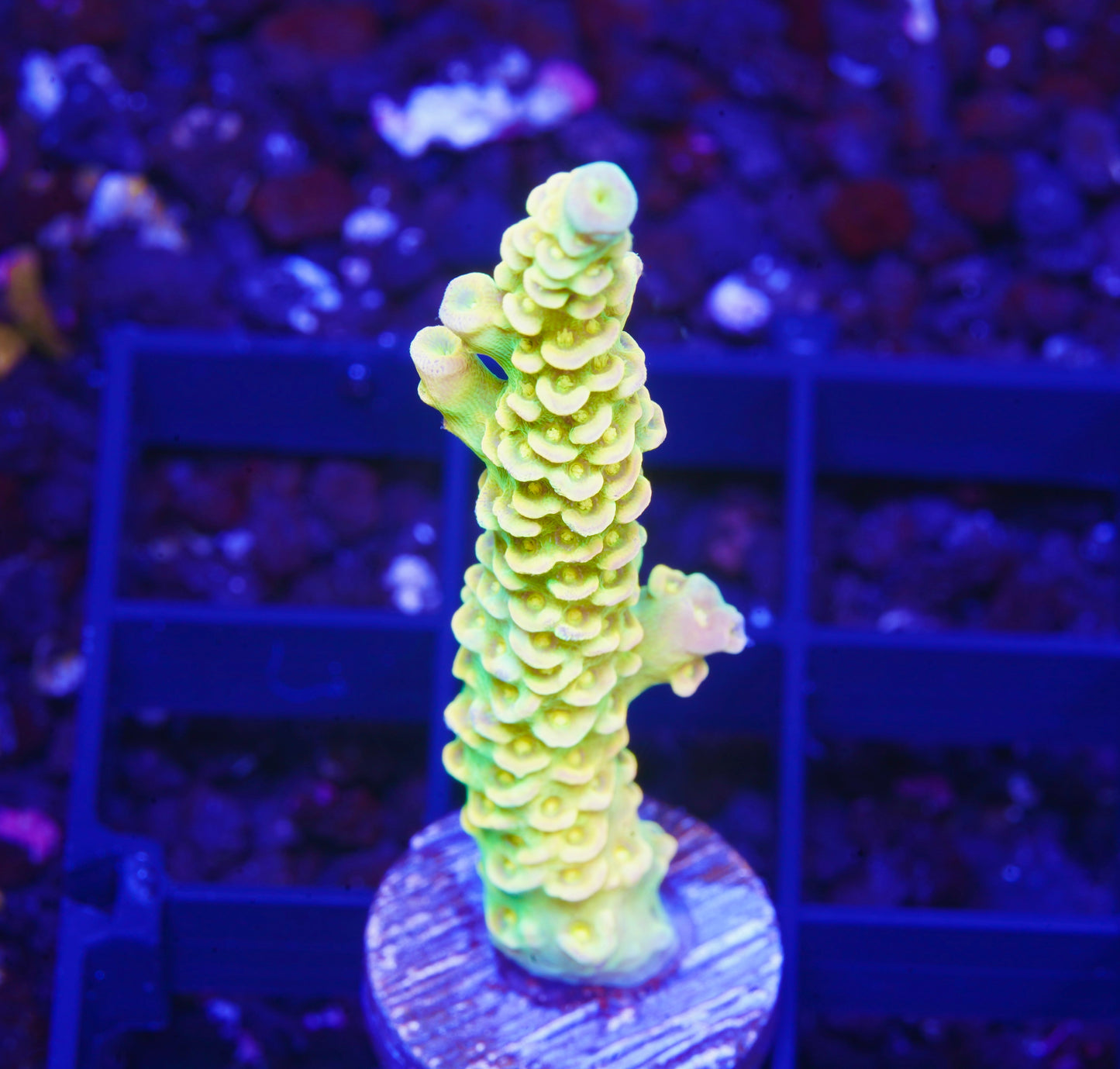Walt Disney Acropora XL - Aquacultured WYSIWYG