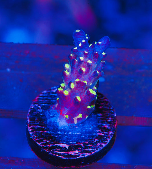 TSA Sour Patch Acropora - Aquacultured WYSIWYG
