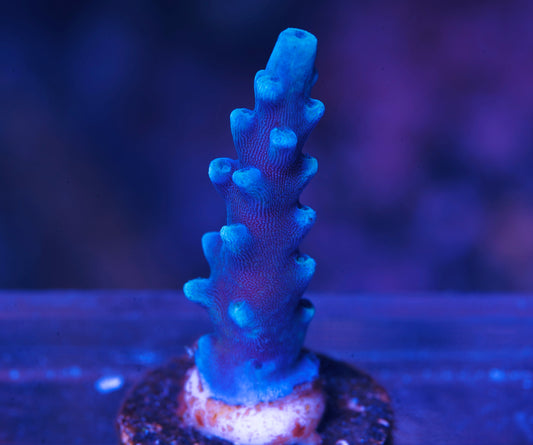 OG Oregon Blue Tort Acropora- Aquacultured WYSIWYG