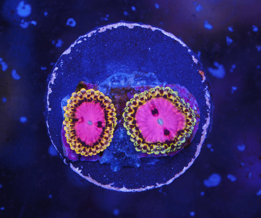 Pink Diamond Zoanthid - Aquacultured WYSIWYG