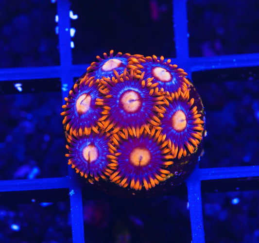 Fire and Ice Zoanthid - Aquacultured WYSIWYG
