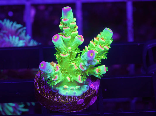 TSA Peter Pan Acropora - Aquacultured WYSIWYG