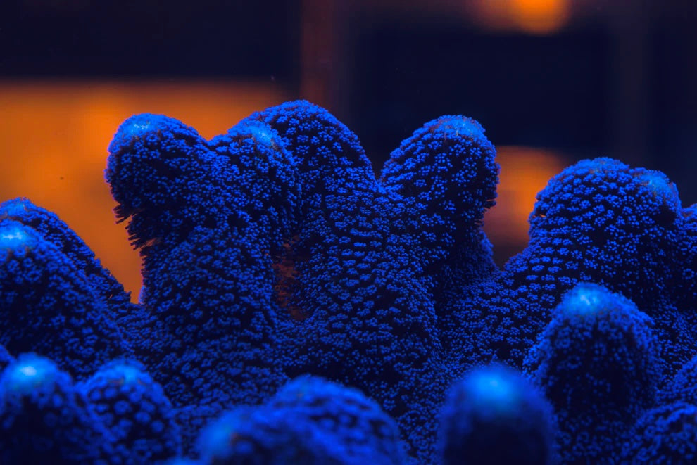 Purple Stylophora - Aquacultured Stock Frag