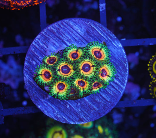Little Shop of Horrors Zoanthid - Aquacultured Stock Frag ~ 1 Polyp