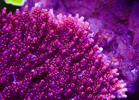 TSA Fruity Pebbles Acropora - Aquacultured Stock Frag