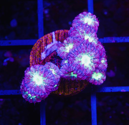 Purple and Green Blastomussa Welsi - Aquacultured WYSIWYG