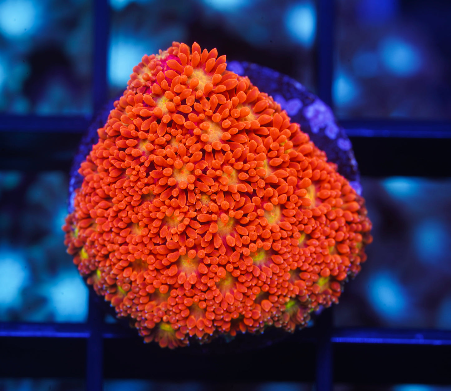 ECC Sunflower Short Polyp Goniopora - Aquacultured WYSIWYG