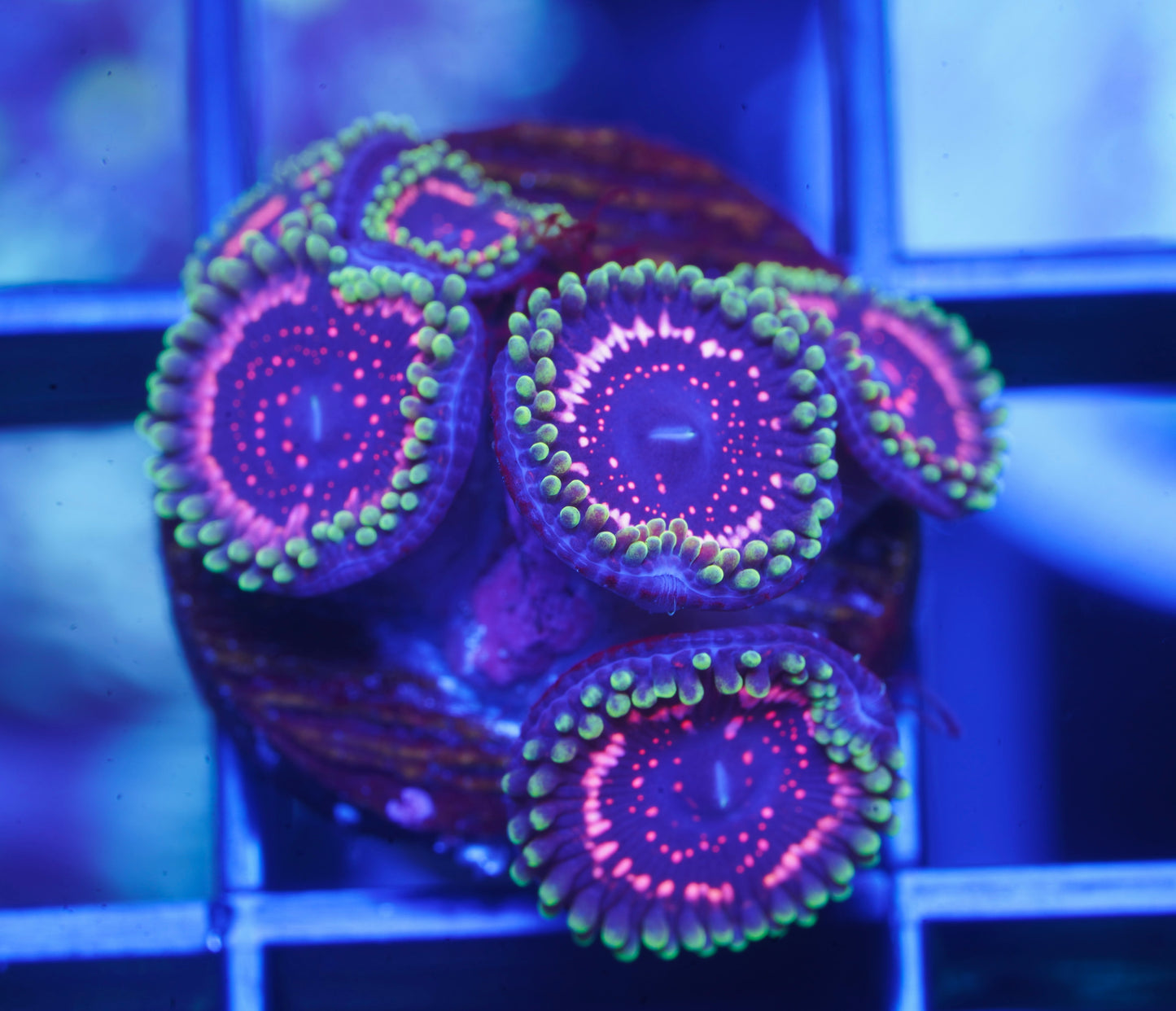 WWC Tasers Zoanthid - Aquacultured WYSIWYG