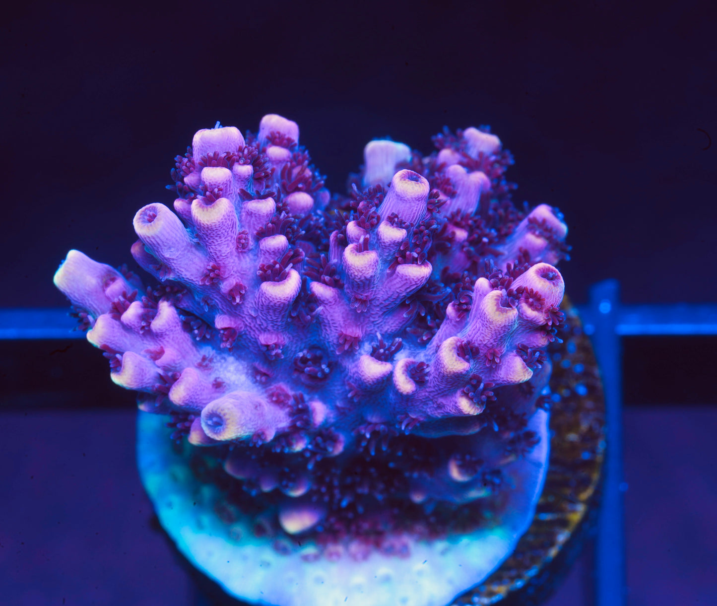 TSA Fruity Pebbles Acropora - Aquacultured WYSIWYG
