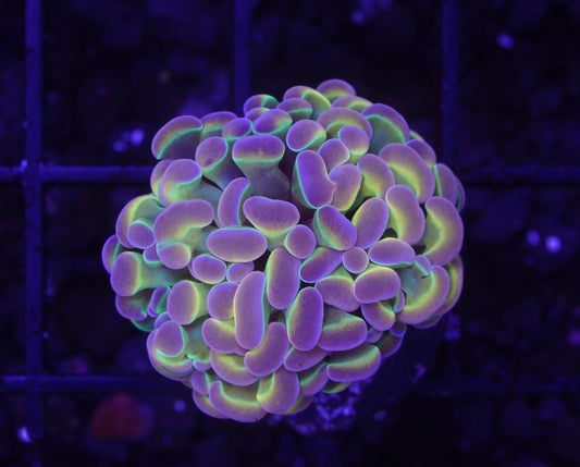Indo True Hologram Hammer - WYSIWYG Aquacultured