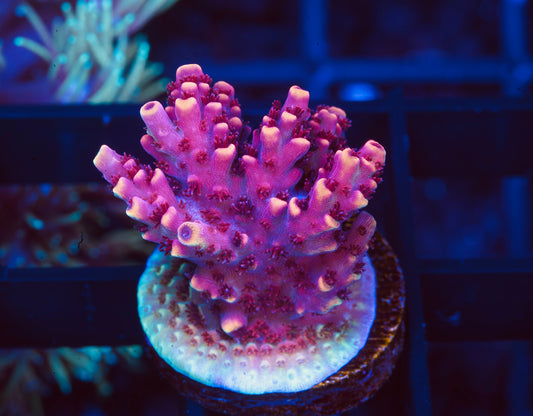 TSA Fruity Pebbles Acropora - Aquacultured WYSIWYG