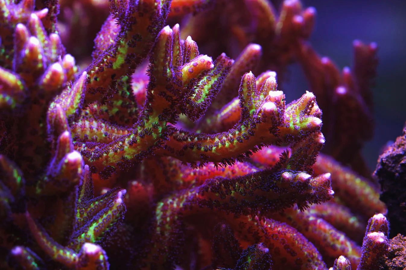 WWC Purple Polyp Birdsnest - Aquacultured WYSIWYG
