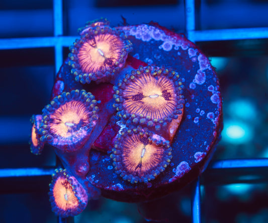 ECC Sakura Zoanthid - Aquacultured WYSIWYG