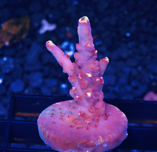 JF Fox Flame Acropora - Aquacultured WYSIWYG