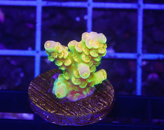 Walt Disney Acropora - Aquacultured WYSIWYG