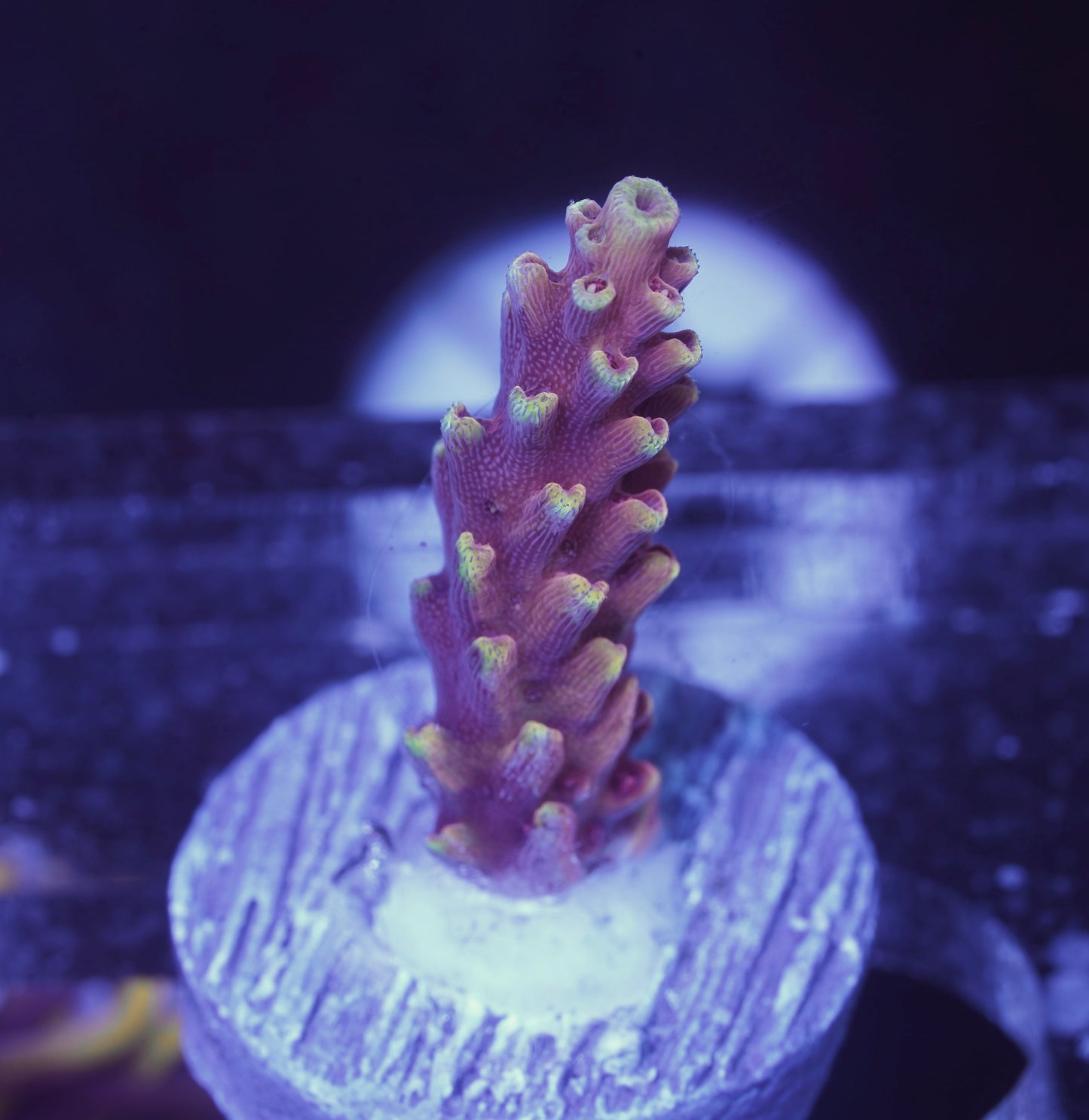Red Cadillac Acropora - Aquacultured WYSIWYG
