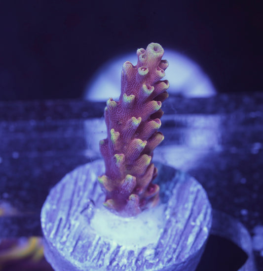 Red Cadillac Acropora - Aquacultured WYSIWYG