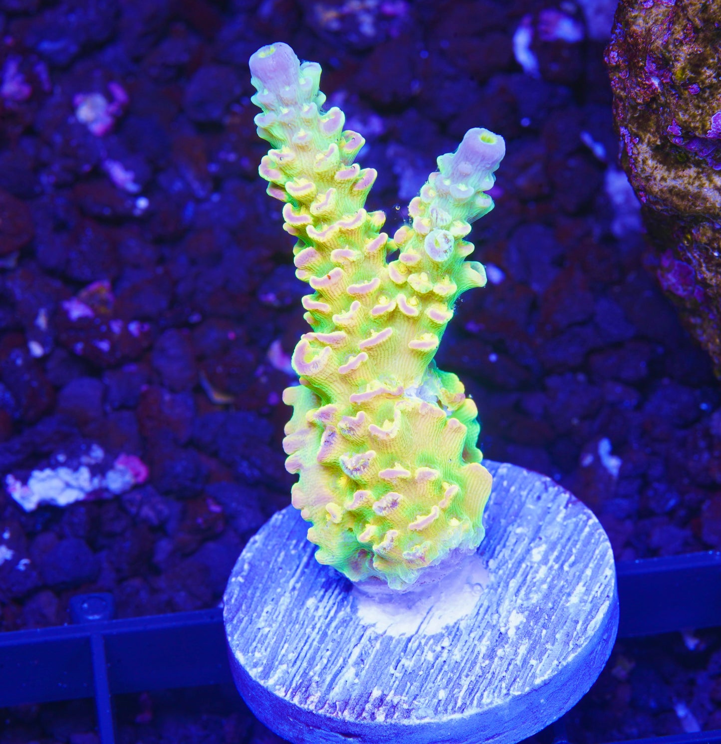 Walt Disney Acropora XL - Aquacultured WYSIWYG