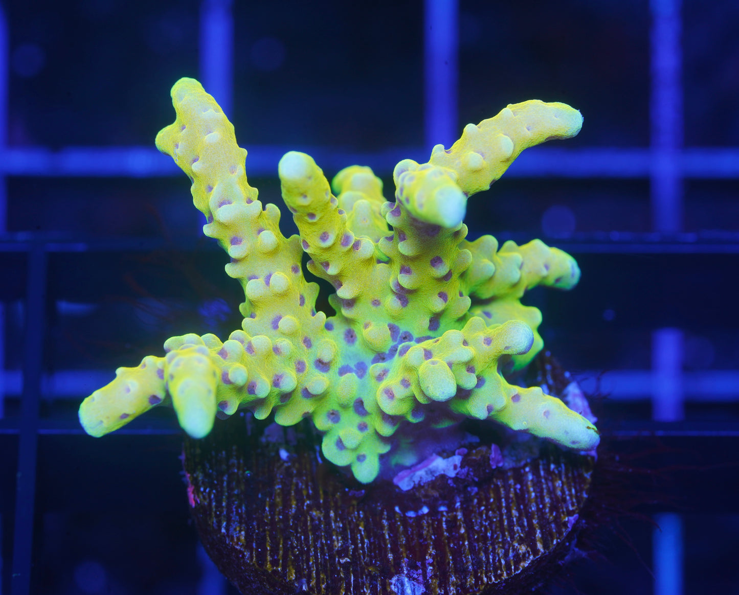 RRC Goldenrod Anacropora - Aquacultured WYSIWYG