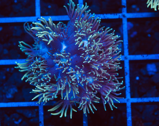 Ultra Neon Goniopora - WYSIWYG