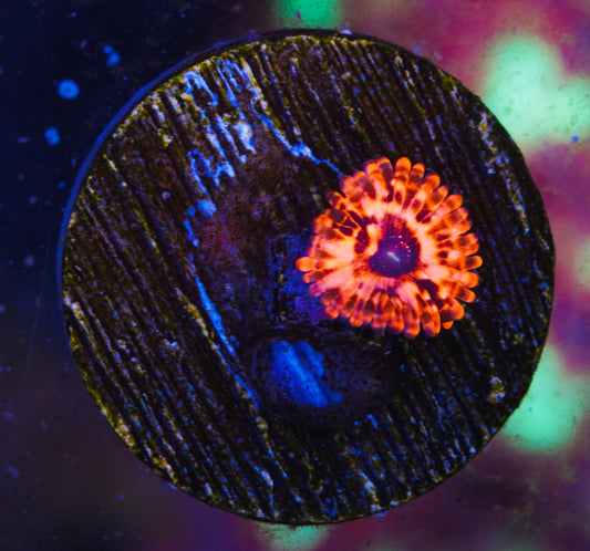Utter Chaos Zoanthid  - Aquacultured WYSIWYG