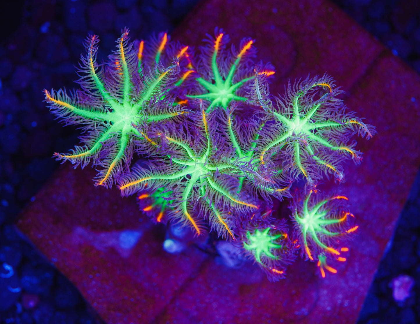 TSA Firework Clove Polyps - Aquacultured WYSIWYG