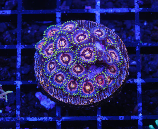 Nirvana Zoanthid - Aquacultured WYSIWYG