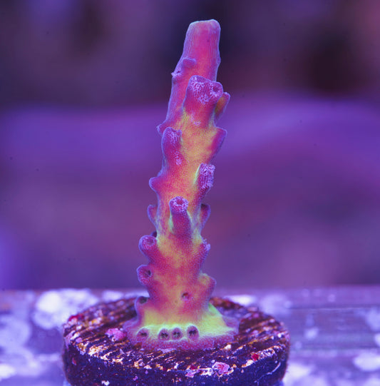 ECC Miyagi Tort Acropora- Aquacultured WYSIWYG